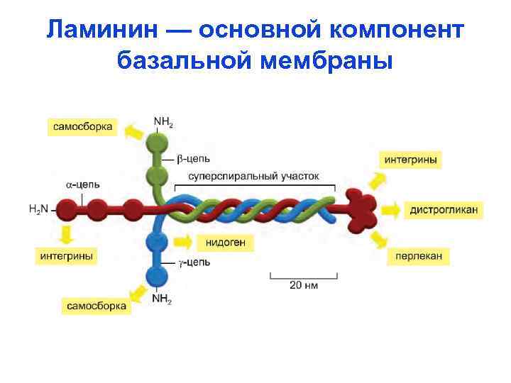 Ламинин — основной компонент базальной мембраны 