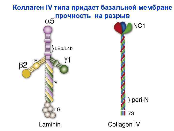 Iv типа. Коллаген 4 типа строение. Коллаген 4 типа структура. Коллаген IV типа. Коллаген 1 типа.