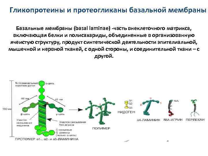 Гликопротеины и протеогликаны базальной мембраны Базальные мембраны (basal laminae) -часть внеклеточного матрикса, включающая белки