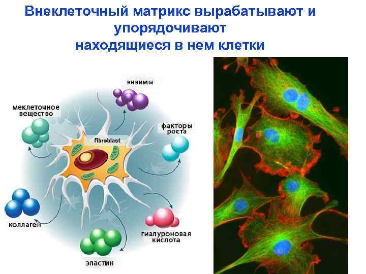Внеклеточный матрикс вырабатывают и упорядочивают находящиеся в нем клетки 