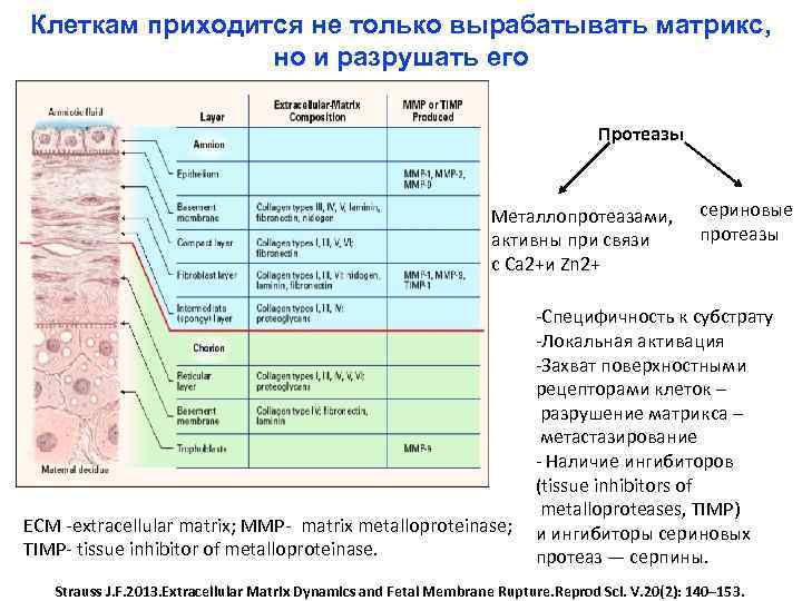 Клеткам приходится не только вырабатывать матрикс, но и разрушать его Протеазы Металлопротеазами, активны при