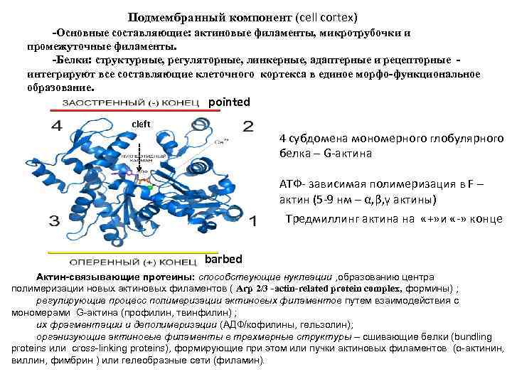 Подмембранный компонент (cell cortex) -Основные составляющие: актиновые филаменты, микротрубочки и промежуточные филаменты. -Белки: структурные,