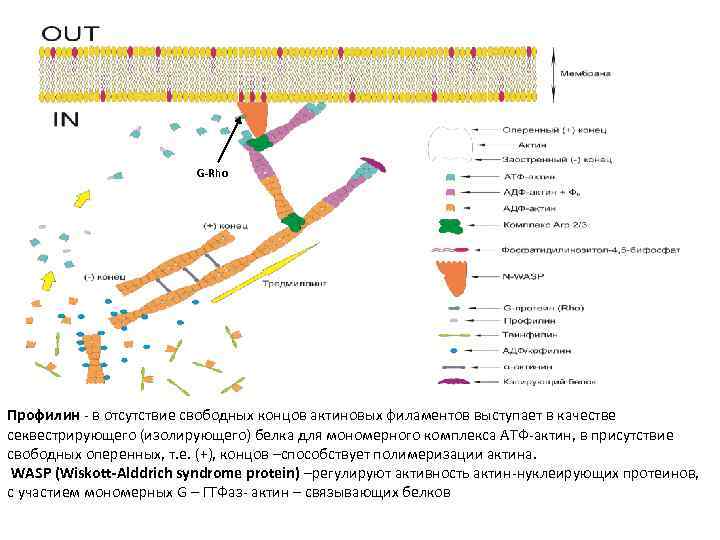 G-Rho Профилин - в отсутствие свободных концов актиновых филаментов выступает в качестве секвестрирующего (изолирующего)