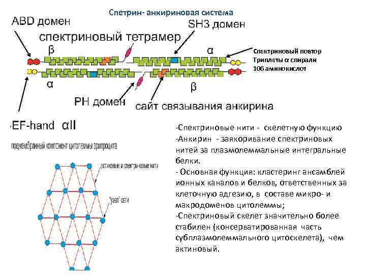 Спетрин- анкириновая система Спектриновый повтор Триплеты α спирали 106 аминокислот -Спектриновые нити - скелетную