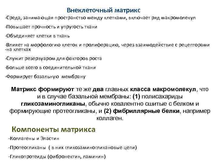 Внеклеточный матрикс -Среда, занимающая пространство между клетками, включает ряд макромолекул -Повышает прочность и упругость