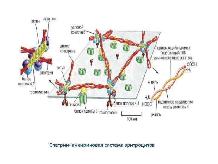 Спетрин- анкириновая система эритроцитов 
