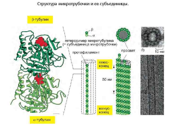  Структура микротрубочки и ее субъединицы. 