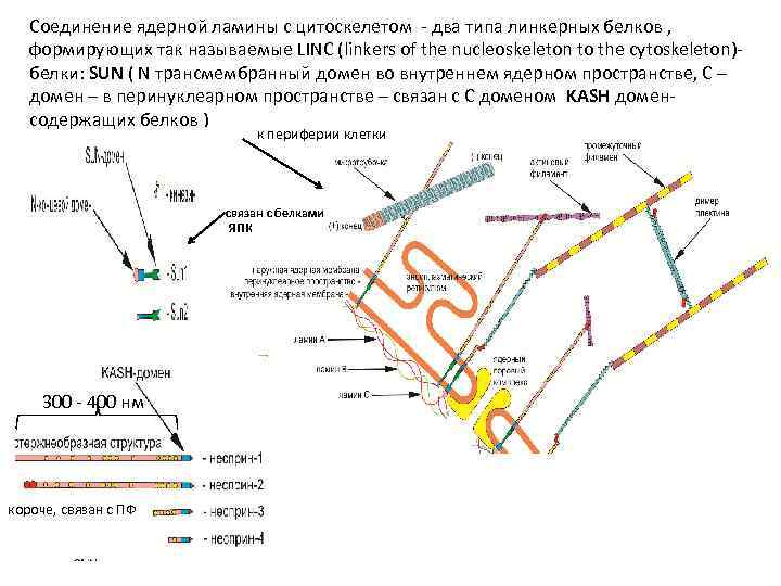 Соединение ядерной ламины с цитоскелетом - два типа линкерных белков , формирующих так называемые