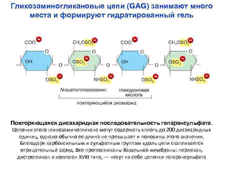 Гликозаминогликановые цепи (GAG) занимают много места и формируют гидратированный гель Повторяющаяся дисахаридная последовательность гепарансульфата.