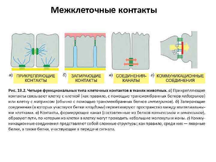 Молекулярная организация