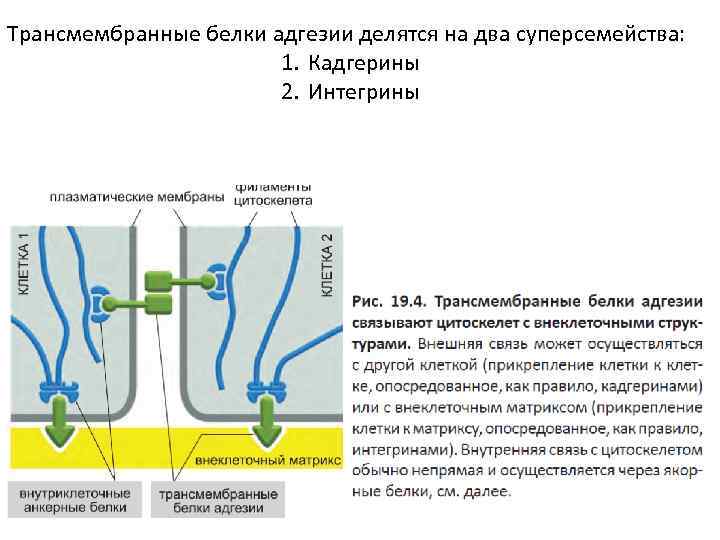 Трансмембранные белки адгезии делятся на два суперсемейства: 1. Кадгерины 2. Интегрины 