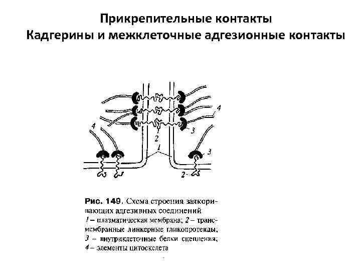 Каким номером на рисунке обозначена структура обеспечивающая межклеточное взаимодействие