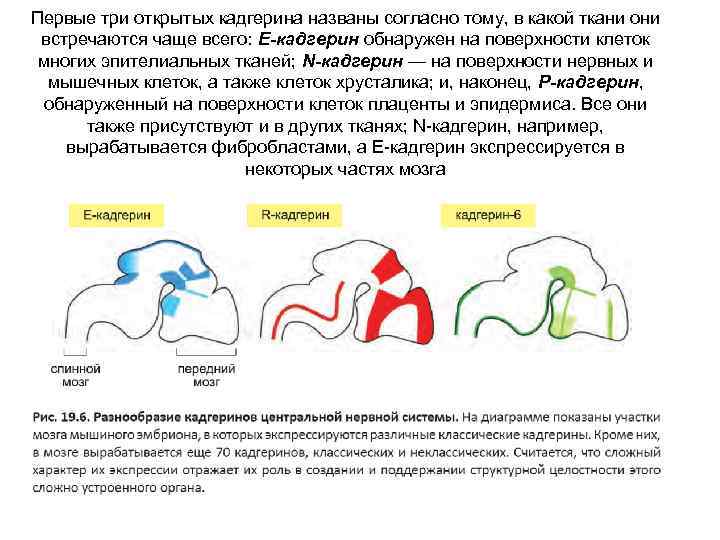 Первые три открытых кадгерина названы согласно тому, в какой ткани они встречаются чаще всего: