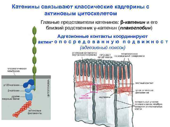 Катенины связывают классические кадгерины с актиновым цитоскелетом Главные представители катенинов: β-катенин и его близкий