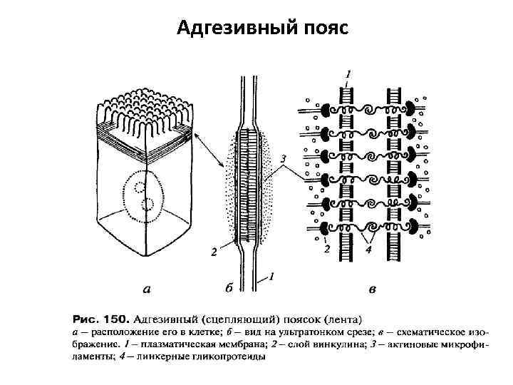 Адгезивный пояс 
