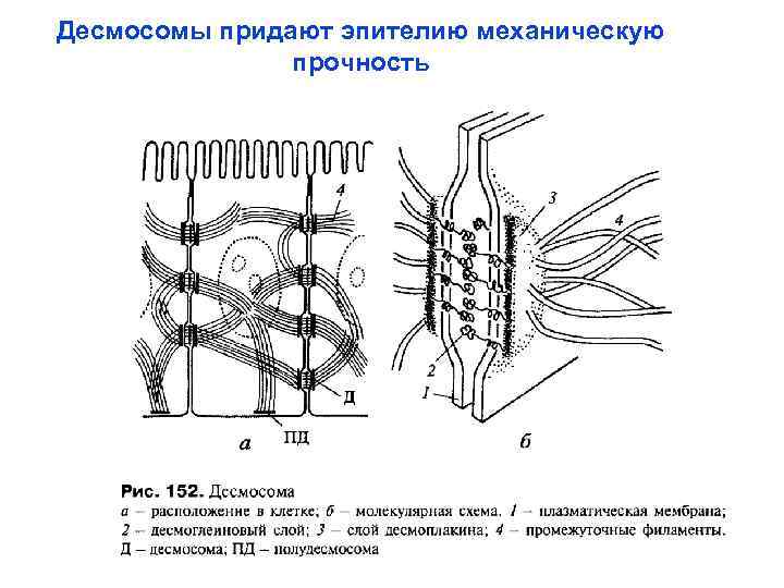 Десмосомы придают эпителию механическую прочность 