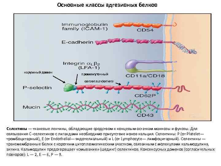 Основные классы адгезивных белков наружный домен промежуточный consensus domens Селектины — тканевые лектины, обладающие