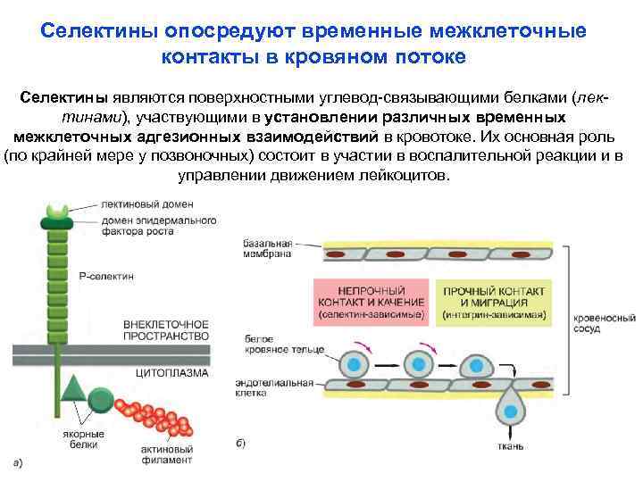 Селектины опосредуют временные межклеточные контакты в кровяном потоке Селектины являются поверхностными углевод-связывающими белками (лектинами),