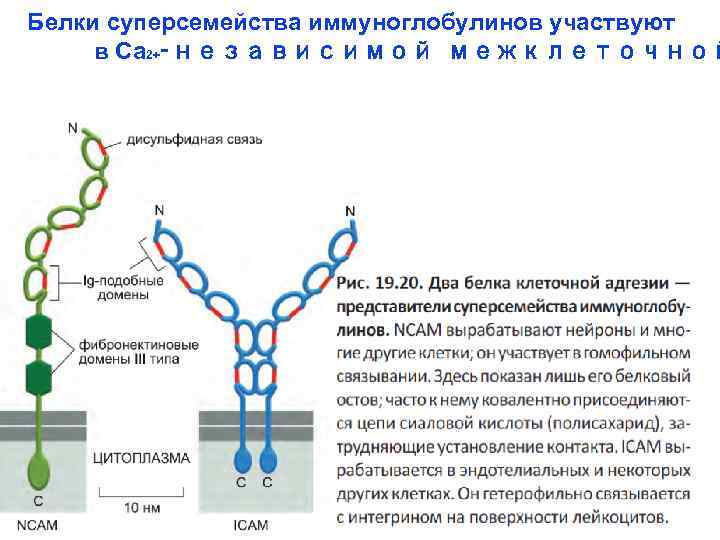 Молекулярная организация