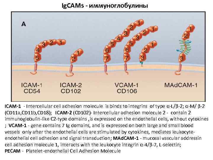 Ig. CAMs - иммуноглобулины ICAM-1 - Intercellular cell adhesion molecule is binds to integrins