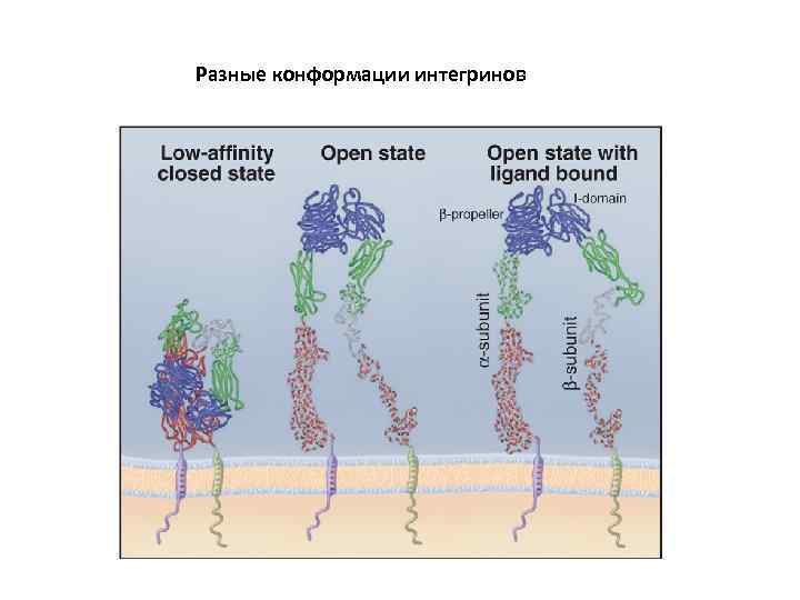 Разные конформации интегринов 