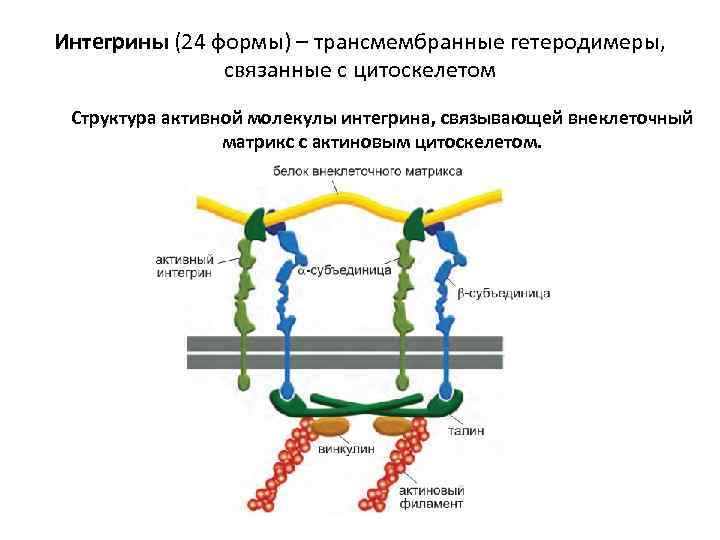 Интегрины (24 формы) – трансмембранные гетеродимеры, связанные с цитоскелетом Структура активной молекулы интегрина, связывающей