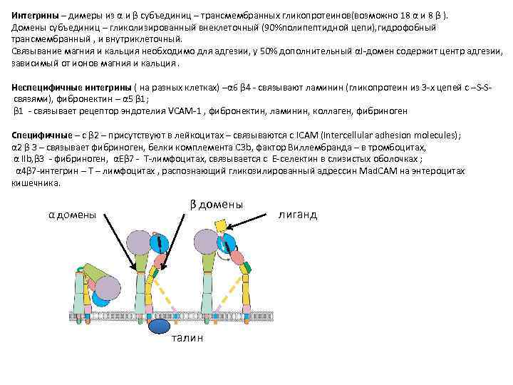 Интегрины – димеры из α и β субъединиц – трансмембранных гликопротеинов(возможно 18 α и