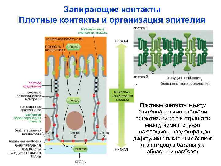 Молекулярная организация живого