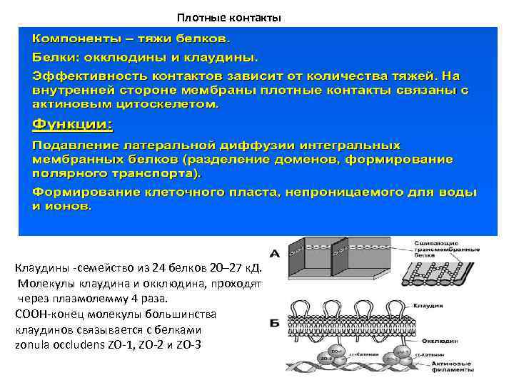 Плотные контакты Клаудины -семейство из 24 белков 20– 27 к. Д. Молекулы клаудина и