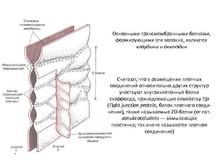 Основными трансмембранными белками, формирующими эти волокна, являются клаудины и окклюдин Считают, что в размещении