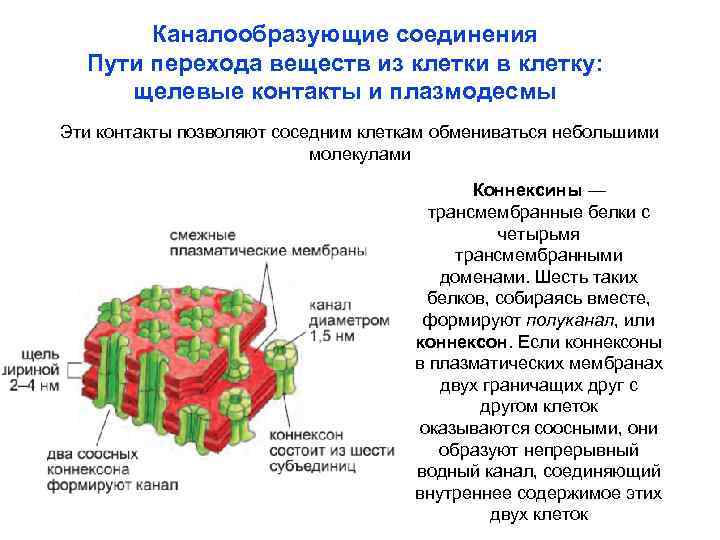 Каналообразующие соединения Пути перехода веществ из клетки в клетку: щелевые контакты и плазмодесмы Эти