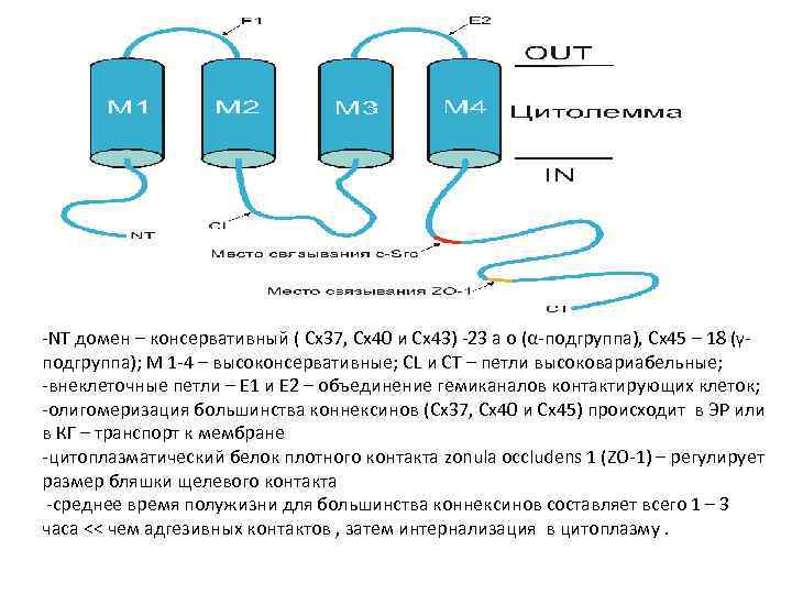 -NT домен – консервативный ( Cx 37, Cx 40 и Cx 43) -23 а