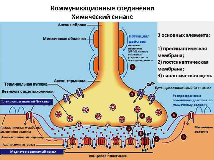 Коммуникационные соединения Химический синапс 