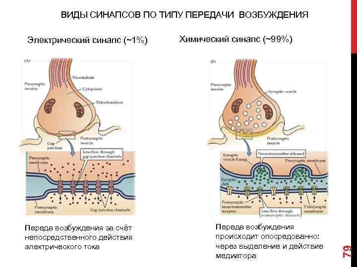 ВИДЫ СИНАПСОВ ПО ТИПУ ПЕРЕДАЧИ ВОЗБУЖДЕНИЯ Переда возбуждения за счёт непосредственного действия электрического тока
