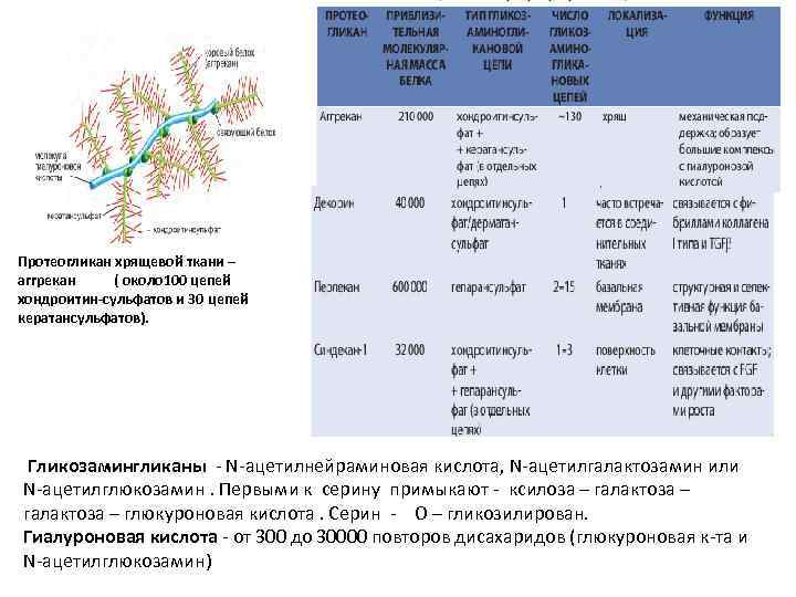 Протеогликан хрящевой ткани – аггрекан ( около 100 цепей хондроитин-сульфатов и 30 цепей кератансульфатов).