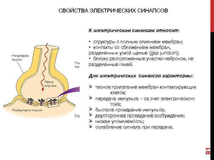 81 СВОЙСТВА ЭЛЕКТРИЧЕСКИХ СИНАПСОВ 