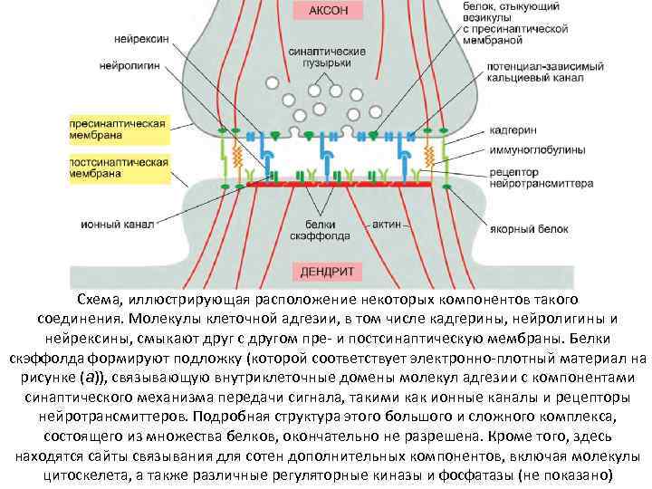 Схема, иллюстрирующая расположение некоторых компонентов такого соединения. Молекулы клеточной адгезии, в том числе кадгерины,