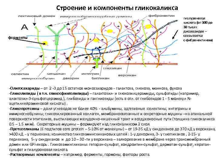 Строение и компоненты гликокаликса ферменты гиалуроновая кислота (от 300 до 30 тысяч дисахаридов –