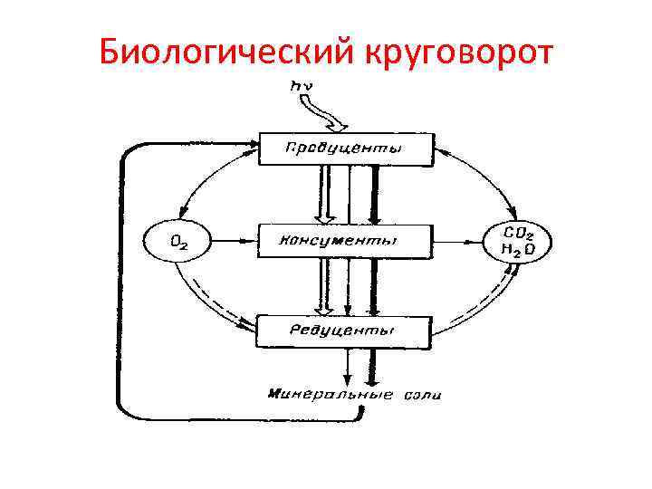 Биологический круговорот 