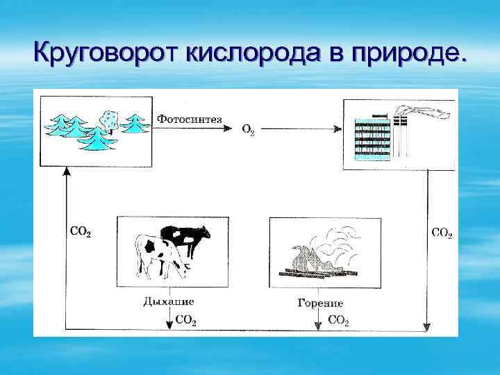 Круговорот кислорода в природе. 