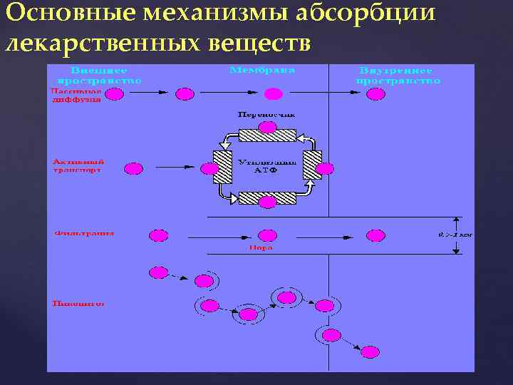 Основные механизмы абсорбции лекарственных веществ 