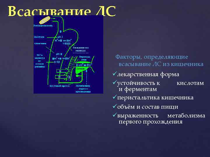 Всасывание ЛС Факторы, определяющие всасывание ЛС из кишечника лекарственная форма устойчивость к кислотам и
