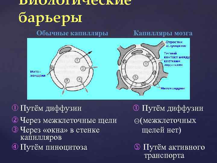 Биологические барьеры Обычные капилляры Путём диффузии Через межклеточные щели Через «окна» в стенке капилляров