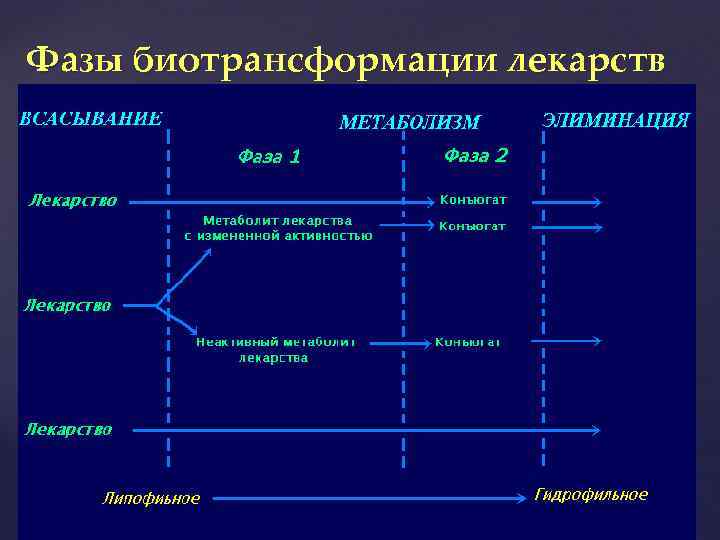 Фазы биотрансформации лекарств 