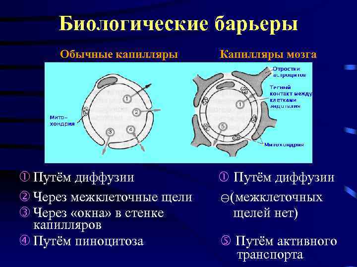 Биологические барьеры Обычные капилляры Путём диффузии Через межклеточные щели Через «окна» в стенке капилляров