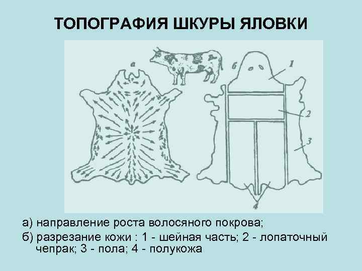 ТОПОГРАФИЯ ШКУРЫ ЯЛОВКИ а) направление роста волосяного покрова; б) разрезание кожи : 1 -