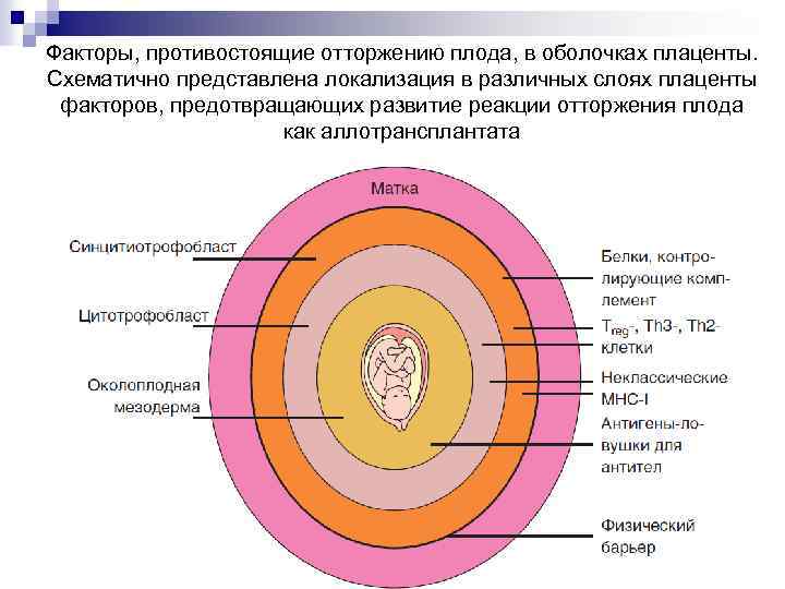 Презентация мать плацента плод