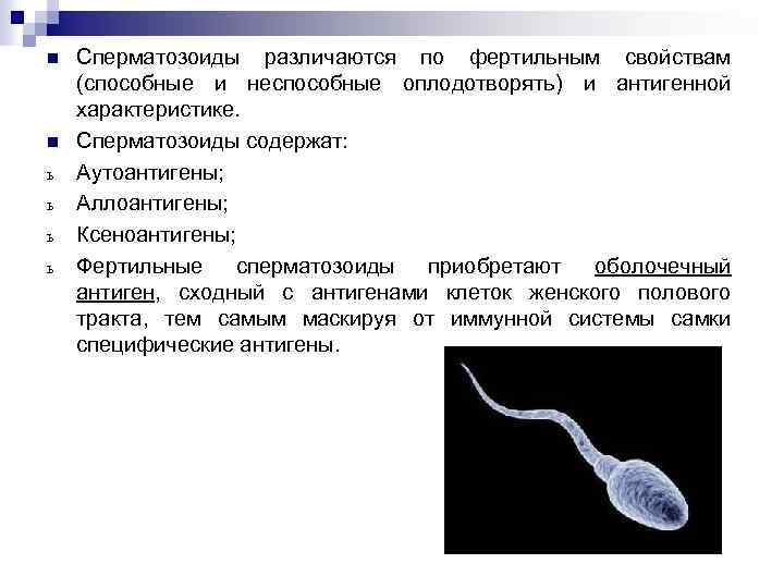Женские спермии