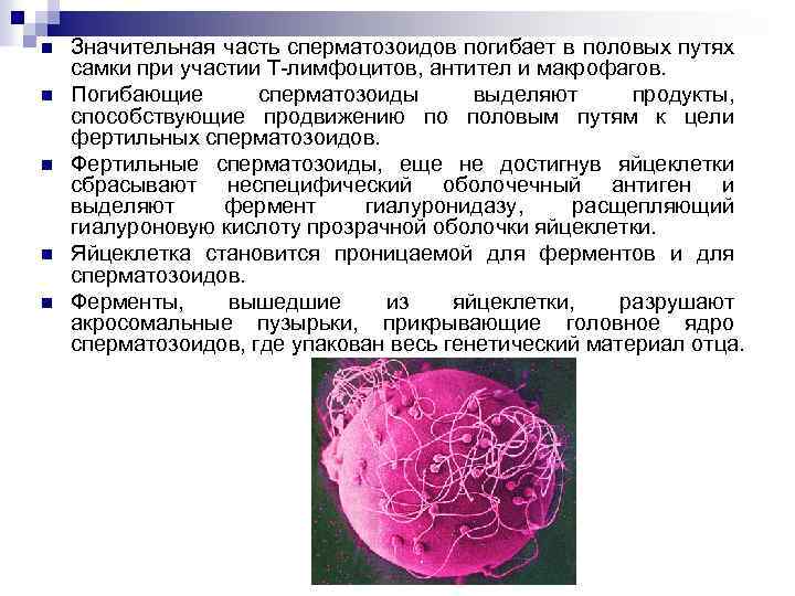 n n n Значительная часть сперматозоидов погибает в половых путях самки при участии Т-лимфоцитов,