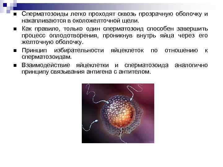 1 спермий сливается с. Иммунологический механизм оплодотворения. Реотаксис сперматозоидов. Сперматозоид и яйцеклетка. Сперматозоиды накапливаются в.